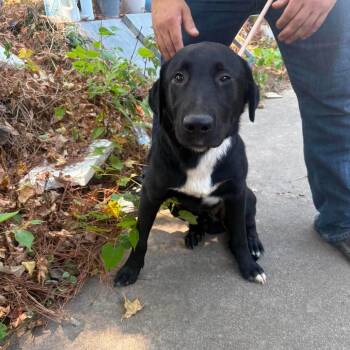 Dean -  Labrador Retriever and Hound Dog for Adoption in Hackett, Arkansas - Dean | PetCurious