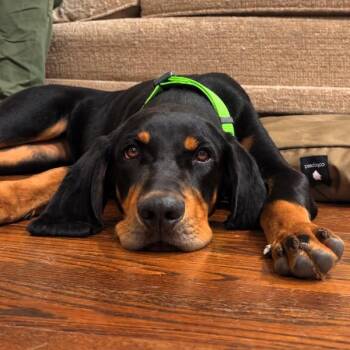 Walter -  Black And Tan Coonhound Dog for Adoption in Des Moines, Iowa - Walter | PetCurious