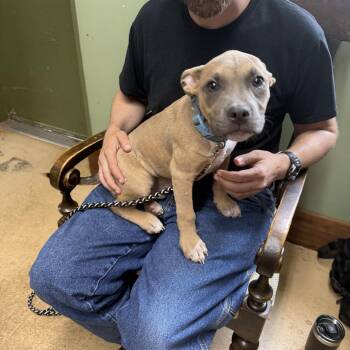KILO -  Pit Bull Terrier Dog for Adoption in Newborn, Georgia - KILO | PetCurious
