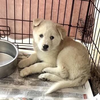 Husky and Shepherd Dogs Available for Adoption - Tundra | PetCurious