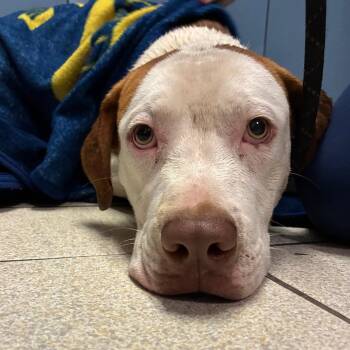 Clay -  Mixed Breed Dog for Adoption in Charleston, West Virginia - Clay | PetCurious