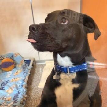 Sadie -  Pit Bull Terrier and Mixed Breed Dog for Adoption in Salt Lake City, Utah - Sadie | PetCurious