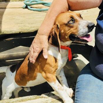 Remington RDs -  Beagle Dog for Adoption in Rockaway, New Jersey - Remington RDs | PetCurious
