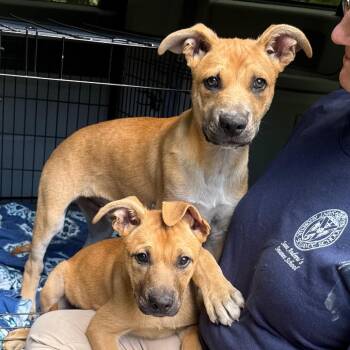 River -s -  Shepherd and Black Mouth Cur Dog for Adoption in Sequatchie, Tennessee - River -s | PetCurious