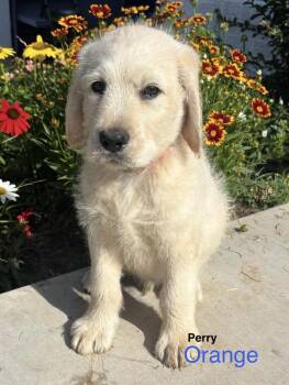 Labradoodle Dogs Available for Adoption in Deerfield, Wisconsin - Perry | PetCurious