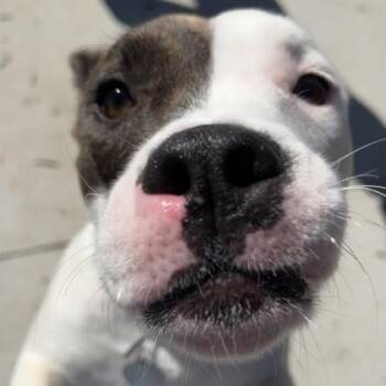 Mary Beth -  Pit Bull Terrier and Mixed Breed Dog for Adoption in Wheaton, Illinois - Mary Beth | PetCurious
