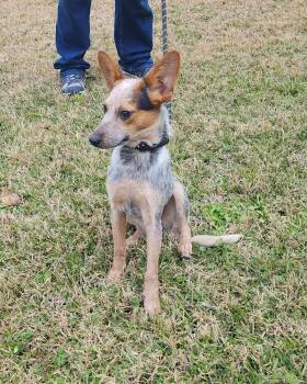 Rescue Cattle Dog Dogs for Adoption in Silsbee, Texas - Marlowe | PetCurious