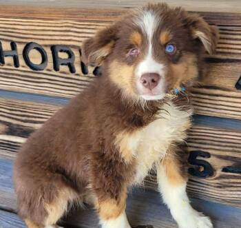Australian Shepherd Dogs Available for Adoption in Saint Clairsville, Ohio - Butterscotch | PetCurious