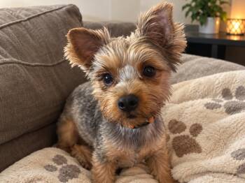 GIZMO...sweet,loving, Velcro dog -  Yorkshire Terrier Dog for Adoption - GIZMO...sweet,loving, Velcro Dog | PetCurious