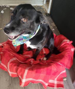 Rescue Labrador Retriever and Beagle Dogs for Adoption in Hagerstown, Maryland - Ruger | PetCurious