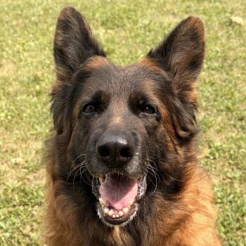 Samara -  German Shepherd Dog Dog for Adoption in Jefferson, Wisconsin - Samara | PetCurious