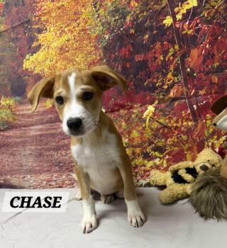 Chase -  Beagle Dog for Adoption in Urbana, Ohio - Chase | PetCurious