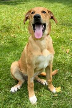 Beckett -  Great Pyrenees and Labrador Retriever Dog for Adoption in Twin Falls, Idaho - Beckett | PetCurious