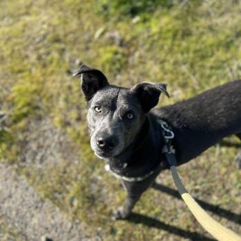 ROCKET J -  Chesapeake Bay Retriever Dog for Adoption in Chico, California - ROCKET J | PetCurious