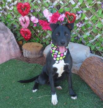 LUCIA -  Hound and Pit Bull Terrier Dog for Adoption in Oklahoma City, Oklahoma - LUCIA | PetCurious