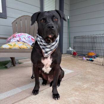 Chillon -  Black Labrador Retriever and American Staffordshire Terrier Dog for Adoption in Martinez, California - Chillon | PetCurious