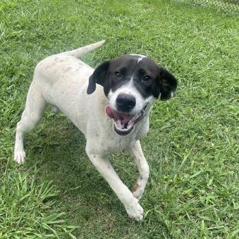 Dirty Dan -  Mixed Breed Dog Available for Adoption in Chattanooga, Tennessee - Dirty Dan | PetCurious