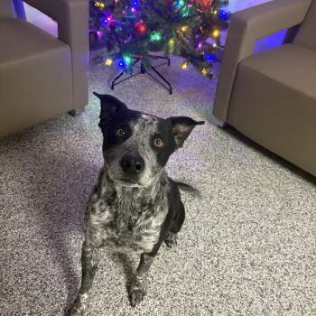Rescue Australian Cattle Dog Blue Heeler Dogs for Adoption in Lake Tapwingo, Missouri - Roark | PetCurious