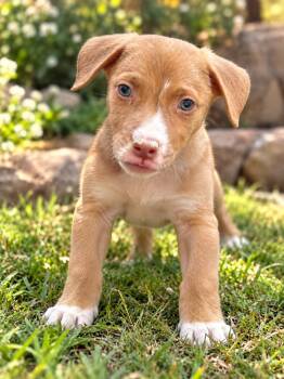 Tomato -  Pit Bull Terrier Dog for Adoption in Brownstown, Indiana - Tomato | PetCurious
