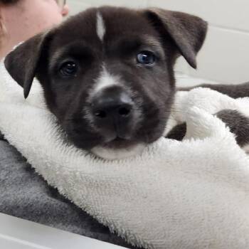 Kody -  Mixed Breed Dog for Adoption in Walker, Michigan - Kody | PetCurious