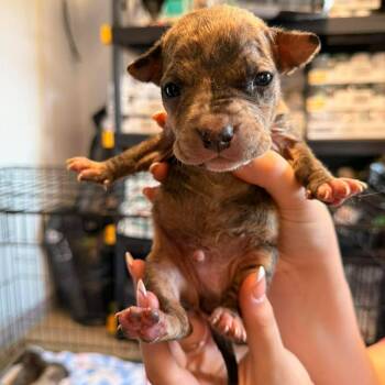 Dorado -  Mixed Breed Dog for Adoption in Edwardsville, Illinois - Dorado | PetCurious