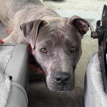 Harp -  Pit Bull Terrier Dog for Adoption in Greensboro, North Carolina - Harp | PetCurious