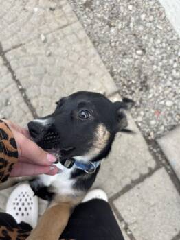 Stanford -  German Shepherd Dog Dog for Adoption in Plymouth, Michigan - Stanford | PetCurious