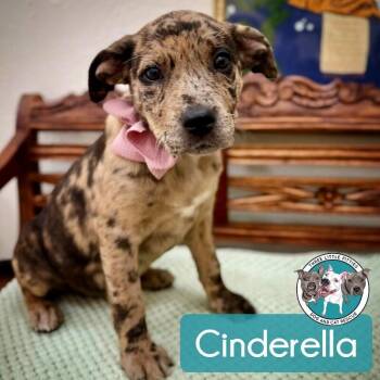 Cinderella Darling -  Pit Bull Terrier and Catahoula Leopard Dog Dog for Adoption in Friendswood, Texas - Cinderella Darling | PetCurious