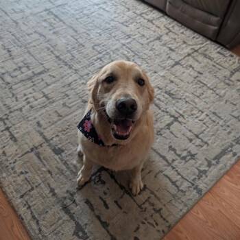 Marley -  Golden Retriever Dog for Adoption in Ferndale, Michigan - Marley | PetCurious