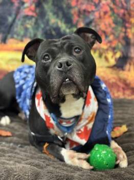 Rescue Mixed Breed Dogs for Adoption in Miamitown, Ohio - Shamu | PetCurious