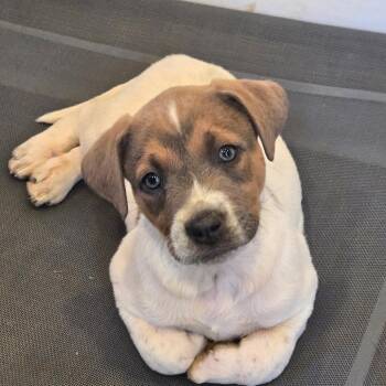 Cattle Dog and Mixed Breed Dogs Available for Adoption - Tiger | PetCurious
