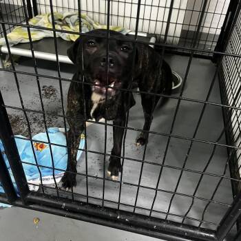 Terrier Dogs Available for Adoption in St. Louis, Missouri - Stevia | PetCurious