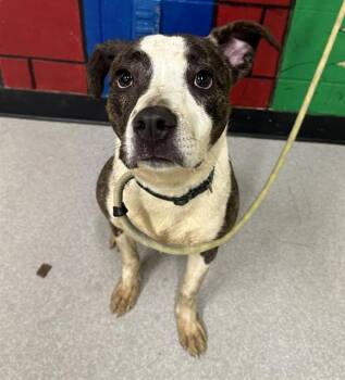 Rescue Pit Bull Terrier Dogs for Adoption in Indianapolis, Indiana - POLO | PetCurious