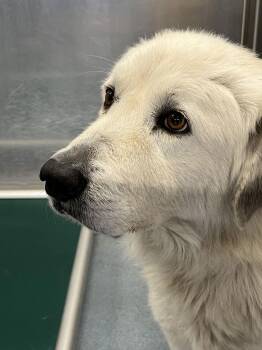 Great Pyrenees Dogs Available for Adoption - JANE | PetCurious