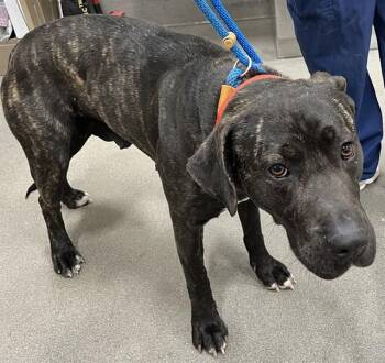 EASTER -  Cane Corso Dog for Adoption - EASTER | PetCurious