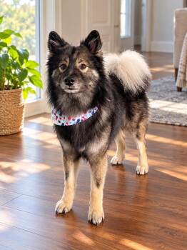 Toast -  Keeshond Dog for Adoption in Lucas, Texas - Toast | PetCurious