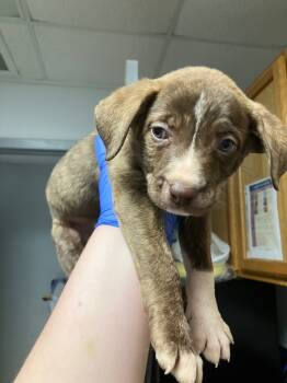 Rescue Mixed Breed Dogs for Adoption in Lockhart, Texas - River | PetCurious