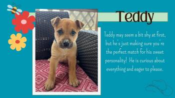 Husky and Shepherd Dogs Available for Adoption - Teddy | PetCurious