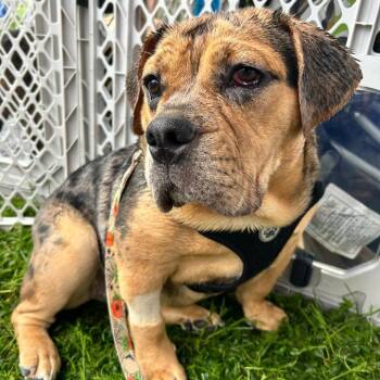 English Bulldog and Beagle Dogs Available for Adoption in Huber Heights, Ohio - Marge | PetCurious