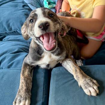 Ares -  Pit Bull Terrier Dog for Adoption in Albany, New York - Ares | PetCurious