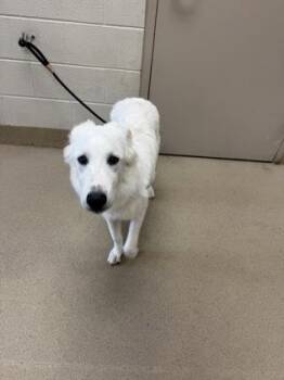 Snowflake -  Labrador Retriever and Mixed Breed Dog for Adoption in Farmers Branch, Texas - Snowflake | PetCurious