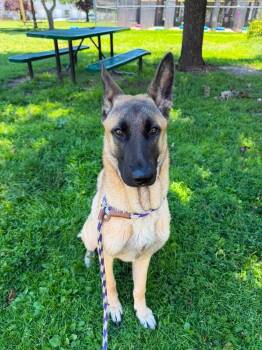 Twinkle -  German Shepherd Dog and Belgian Shepherd Malinois Dog for Adoption in Suamico, Wisconsin - Twinkle | PetCurious