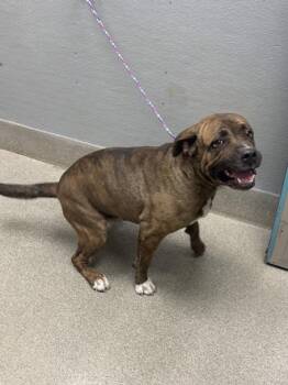 SMORES POPTART -  Pit Bull Terrier and Mixed Breed Dog for Adoption in Las Vegas, Nevada - SMORES POPTART | PetCurious