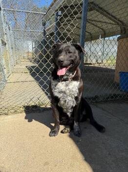 Australian Shepherd and Corgi Dogs Available for Adoption - Sadie | PetCurious
