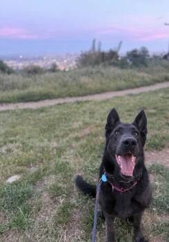 Harley -  German Shepherd Dog Dog for Adoption in Pasadena, California - Harley | PetCurious