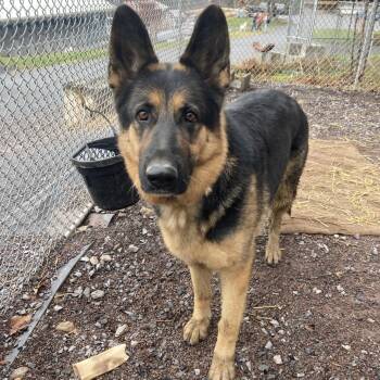 Rescue German Shepherd Dog Dogs for Adoption in New Ringgold, Pennsylvania - Irene | PetCurious