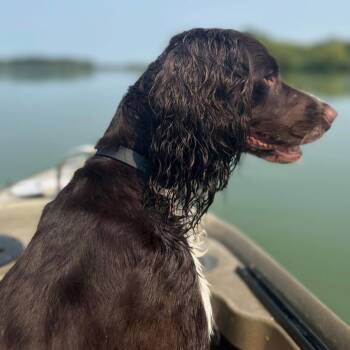Zazu Marie - ALMN -  English Springer Spaniel Dog for Adoption in Albert Lea, Minnesota - Zazu Marie - ALMN | PetCurious