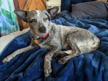 Rescue Cattle Dog and Mixed Breed Dogs for Adoption in Fort Collins, Colorado - Joey | PetCurious