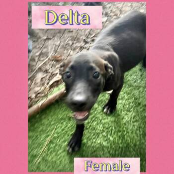 Delta -  Hound Dog for Adoption in Manchester, Connecticut - Delta | PetCurious