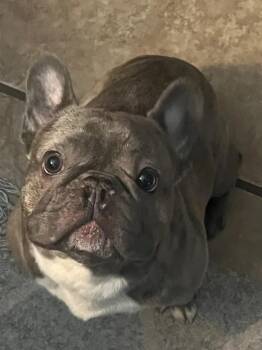 Rescue French Bulldog Dogs for Adoption in Georgetown, California - Dodger | PetCurious
